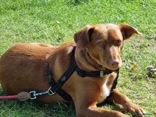 Mixed Breed dogs - Advert 2