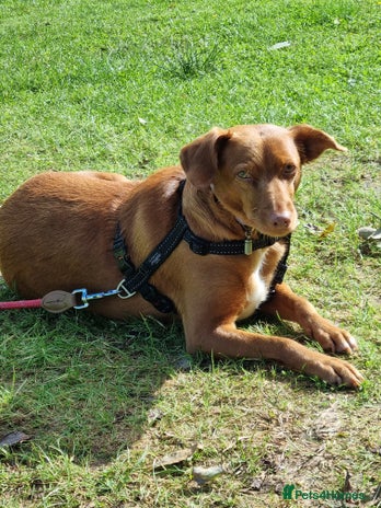 Mixed Breed dogs - Advert 14