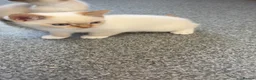 Persian cats for sale: Last Himalayan X Chinchilla Persian Kittens  - Advert 10