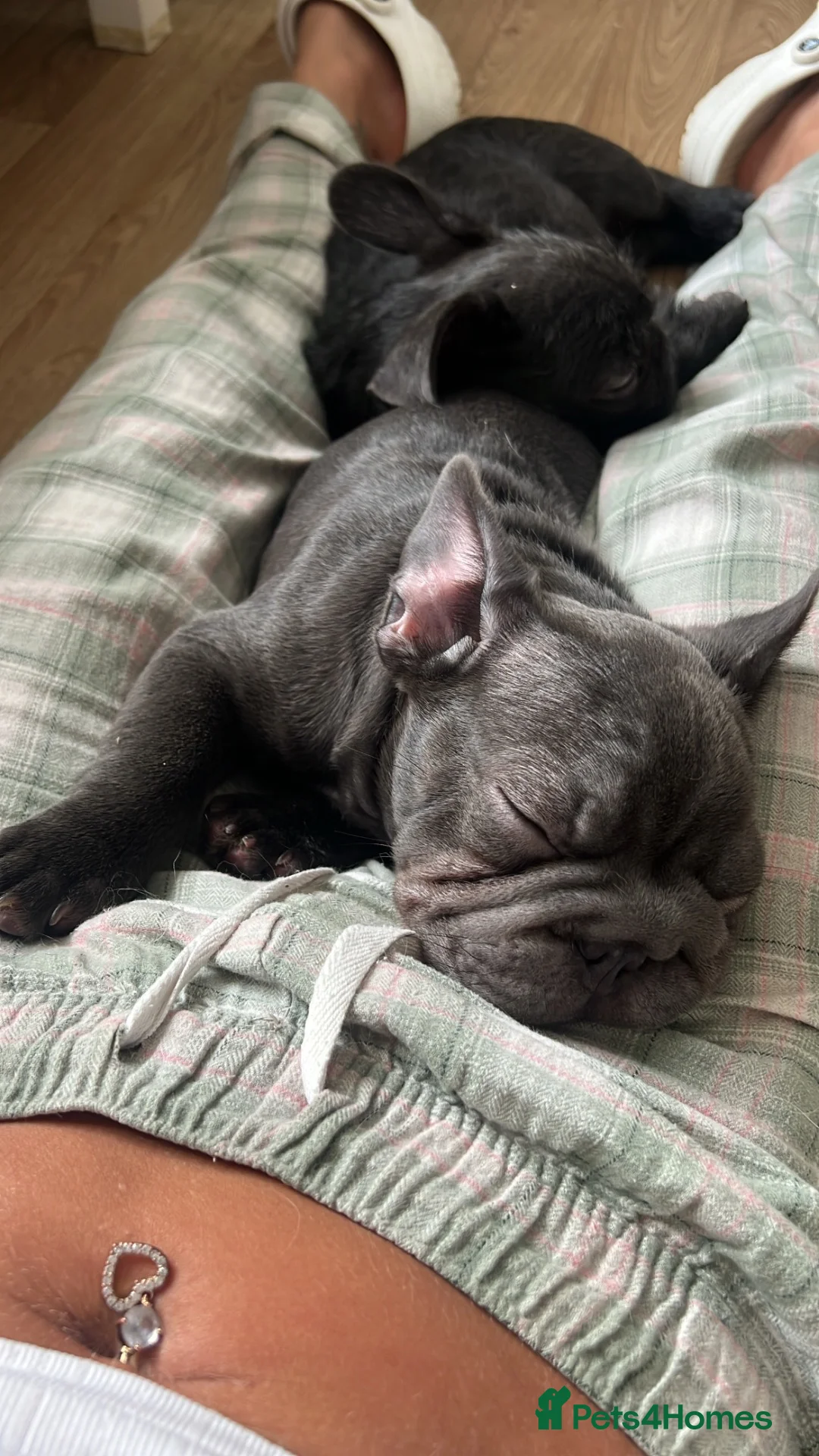 French Bulldog dogs for sale: Floodle Frenchie puppies  - Advert 1