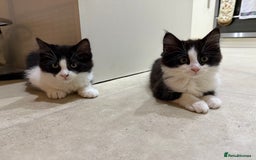 Domestic Shorthair cats for sale: 2 fluffy boys left - Advert 1