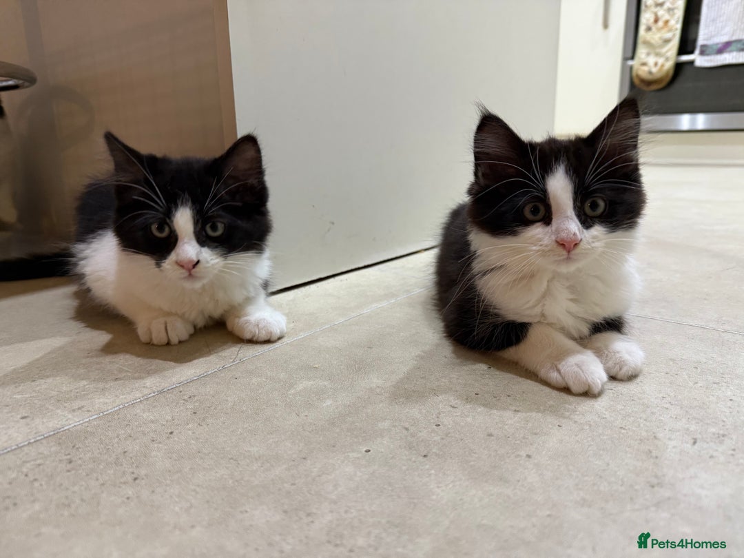 Domestic Shorthair cats for sale: 2 fluffy boys left - Advert 1