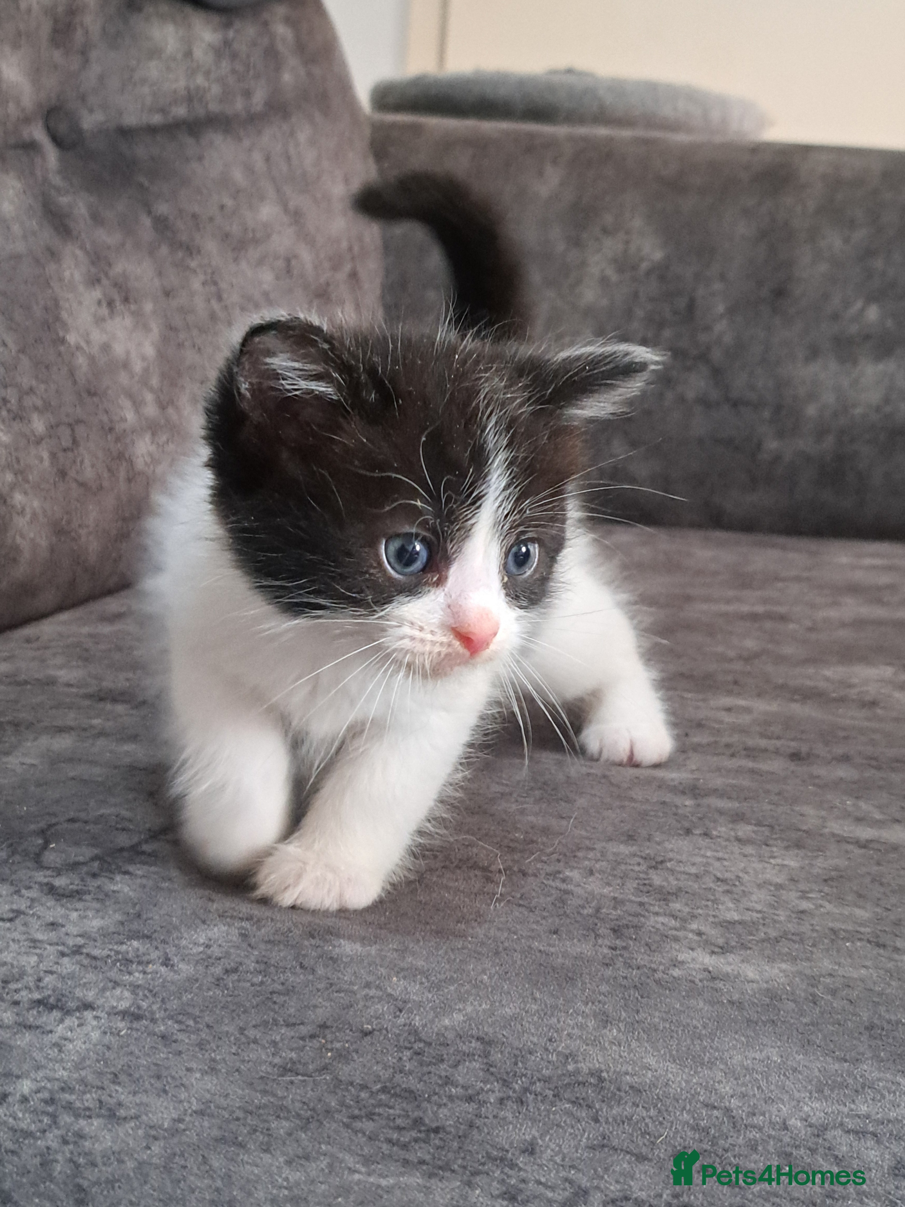 Ragdoll cats Ragdoll cross babies - Advert 7