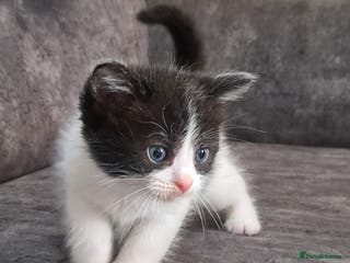 Ragdoll cats Ragdoll cross babies - Advert 7