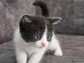 Ragdoll cats Ragdoll cross babies - Advert 5