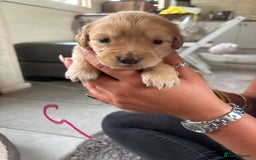 Mixed Breed dogs for sale: BEAUTIFUL CHi- SPANIEL PUPS READY 28TH AUG - Image 12