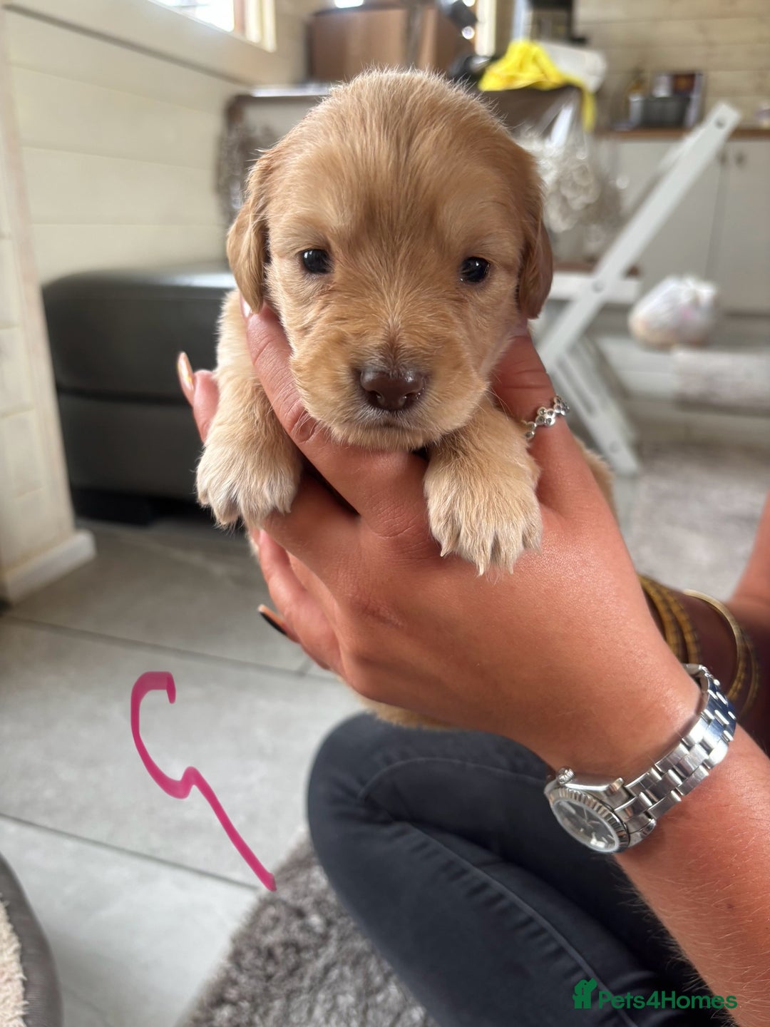 Mixed Breed dogs for sale: BEAUTIFUL CHi- SPANIEL PUPS READY 28TH AUG - Image 12