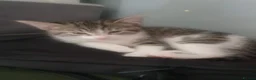 Mixed Breed cats for sale: Beautiful Tabby & White Male Kitten in Aldershot - Advert 7