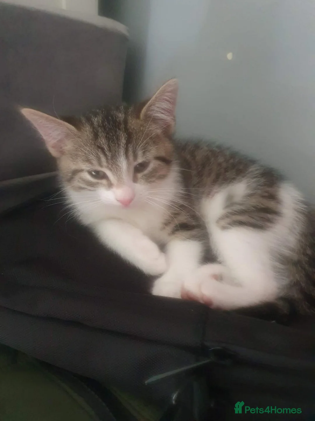 Mixed Breed cats for sale: Beautiful Tabby & White Male Kitten in Aldershot - Advert 7