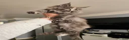 Maine Coon cats for sale: pure MAINE COONS - Advert 10