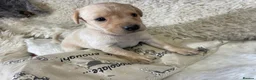 Labrador Retriever dogs for sale: Happy Healthy Labrador Pups from KC Reg Parents - Advert 3