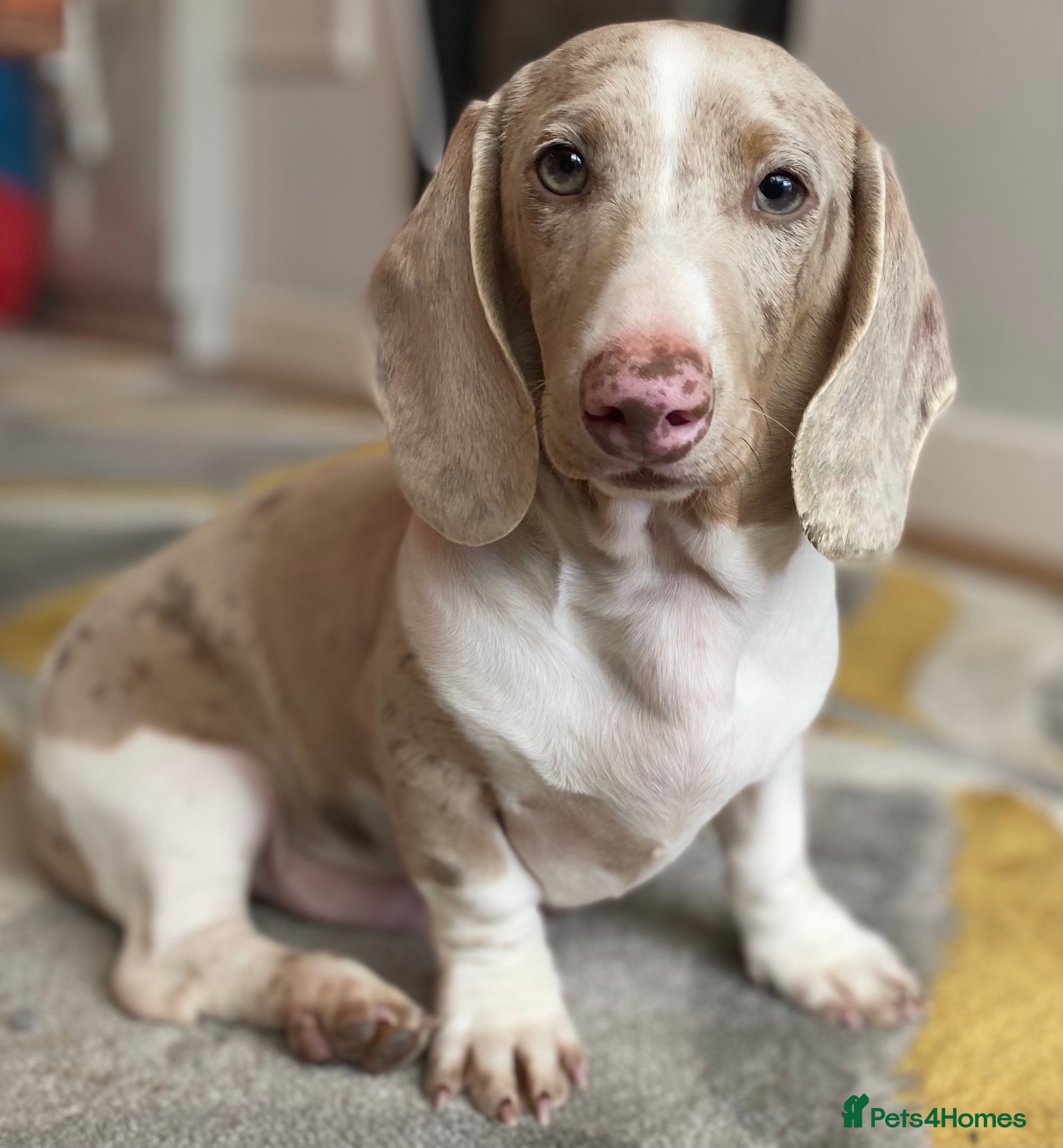 Isabella dapple piebald mini dachshund for sale in Beckenham | Pets4Homes