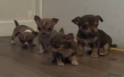 Chihuahua dogs for sale: Chihuahua puppies  - Image 2