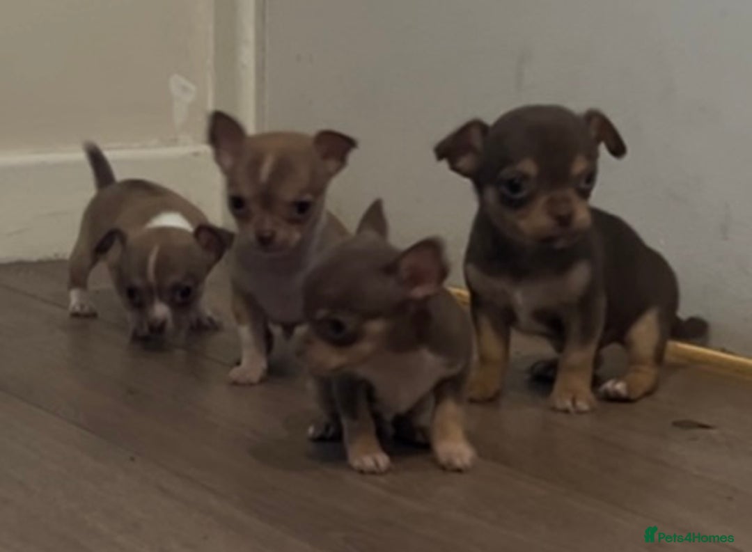 Chihuahua dogs for sale: Chihuahua puppies  - Image 2