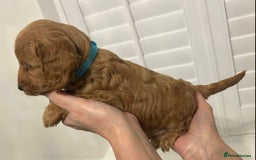 Cockapoo dogs for sale: F1 Cockapoo red and  Black  - Image 4