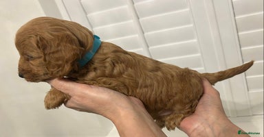 Cockapoo dogs - Advert 3