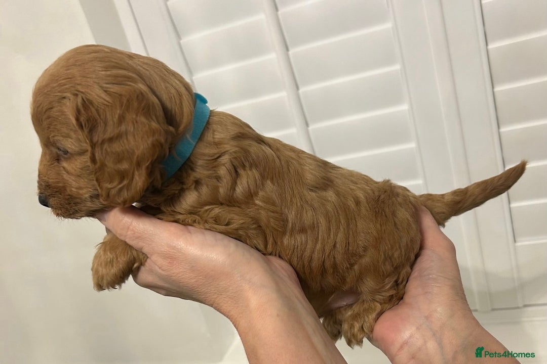 Cockapoo dogs for sale: F1 Cockapoo red and  Black  - Image 4