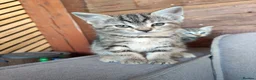 Mixed Breed cats for sale: Four kittens  - Advert 10