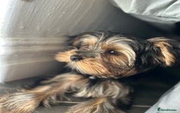 Yorkshire Terrier dogs for sale: Mini Male Yorkshire Terrier  - Image 2