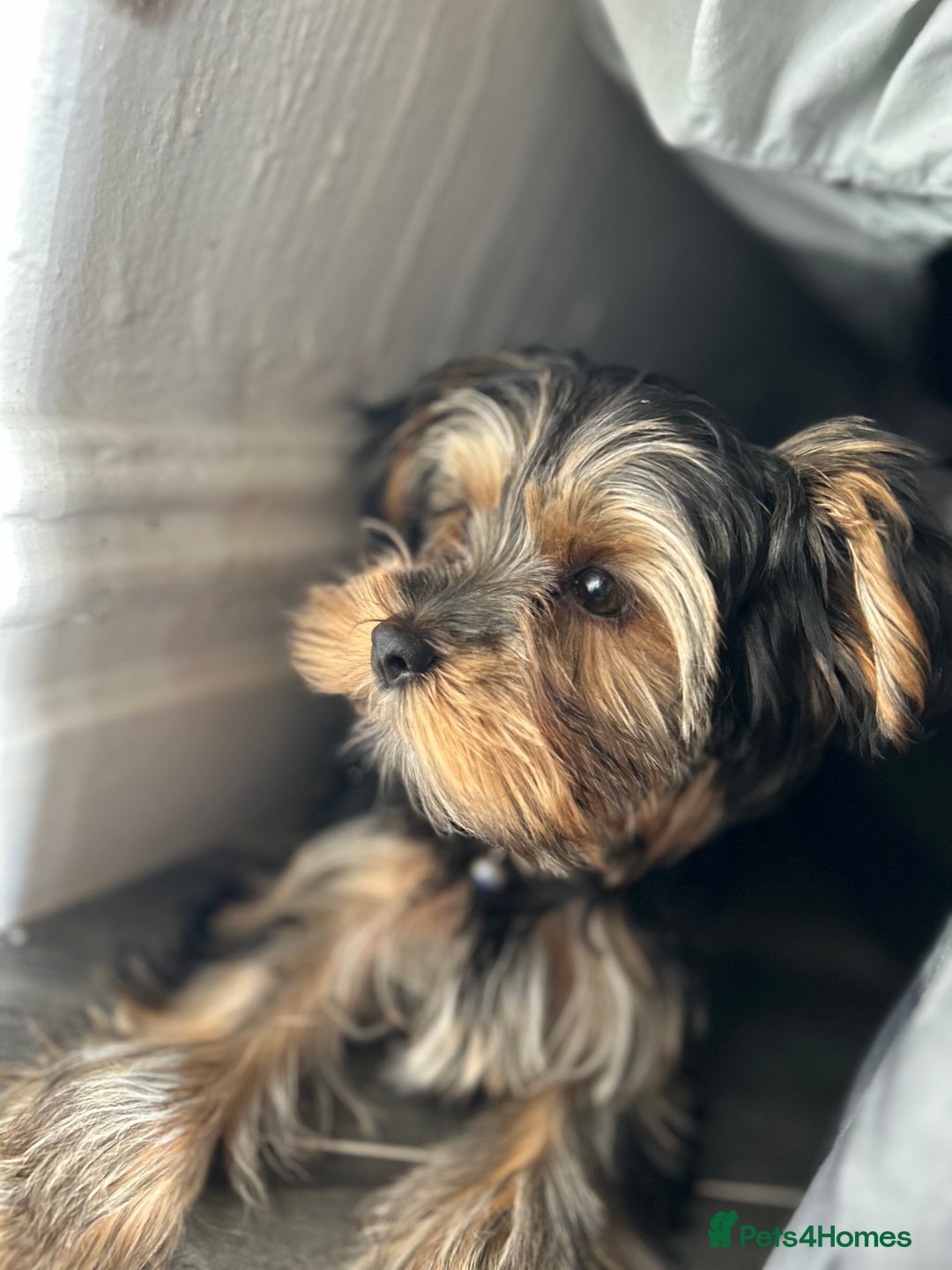 Yorkshire Terrier dogs for sale: Mini Male Yorkshire Terrier  - Image 2
