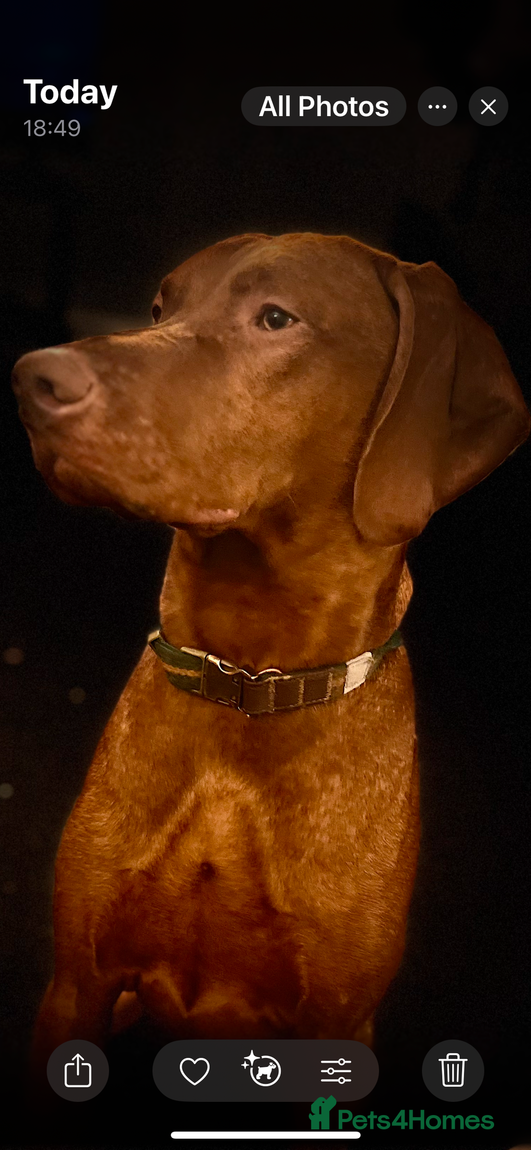 Hungarian Vizsla dogs for stud: Health tested KC Regd. Stud dog  - Image 7
