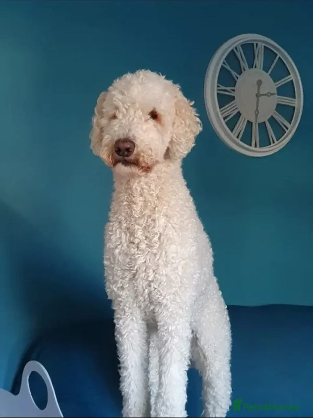 Labradoodle dogs for adoption: Fred  - Advert 2