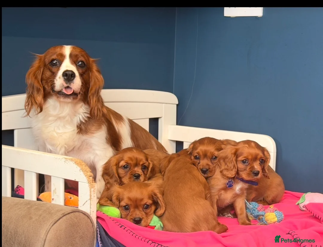 Cavalier King Charles Spaniel dogs for sale: 🐾 Adorable Ruby Cavalier Puppies 🐶💖  - Advert 25