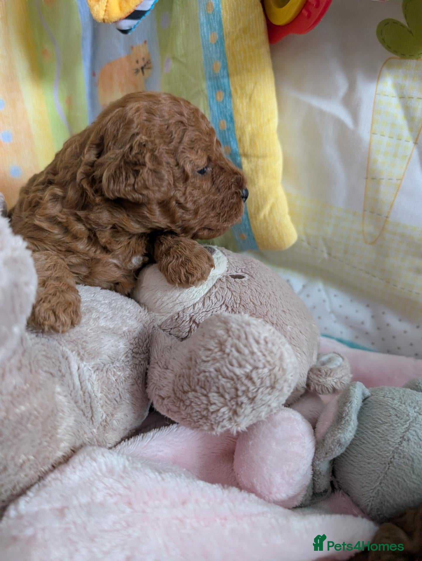 Cavapoo dogs F1B Deep Fox Red Toy DNA Clear Puppies  - Advert 2