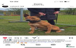 Belgian Shepherd Dog dogs for sale: ENVI 💥 BERRY 2 - Image 7