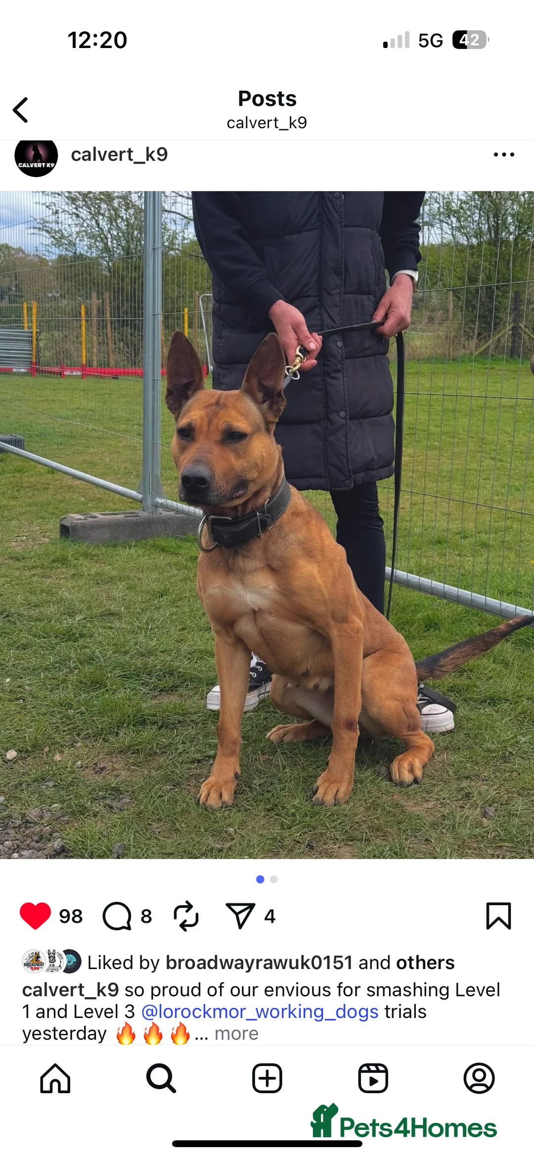 Belgian Shepherd Dog dogs for sale: ENVI 💥 BERRY 2 - Advert 12