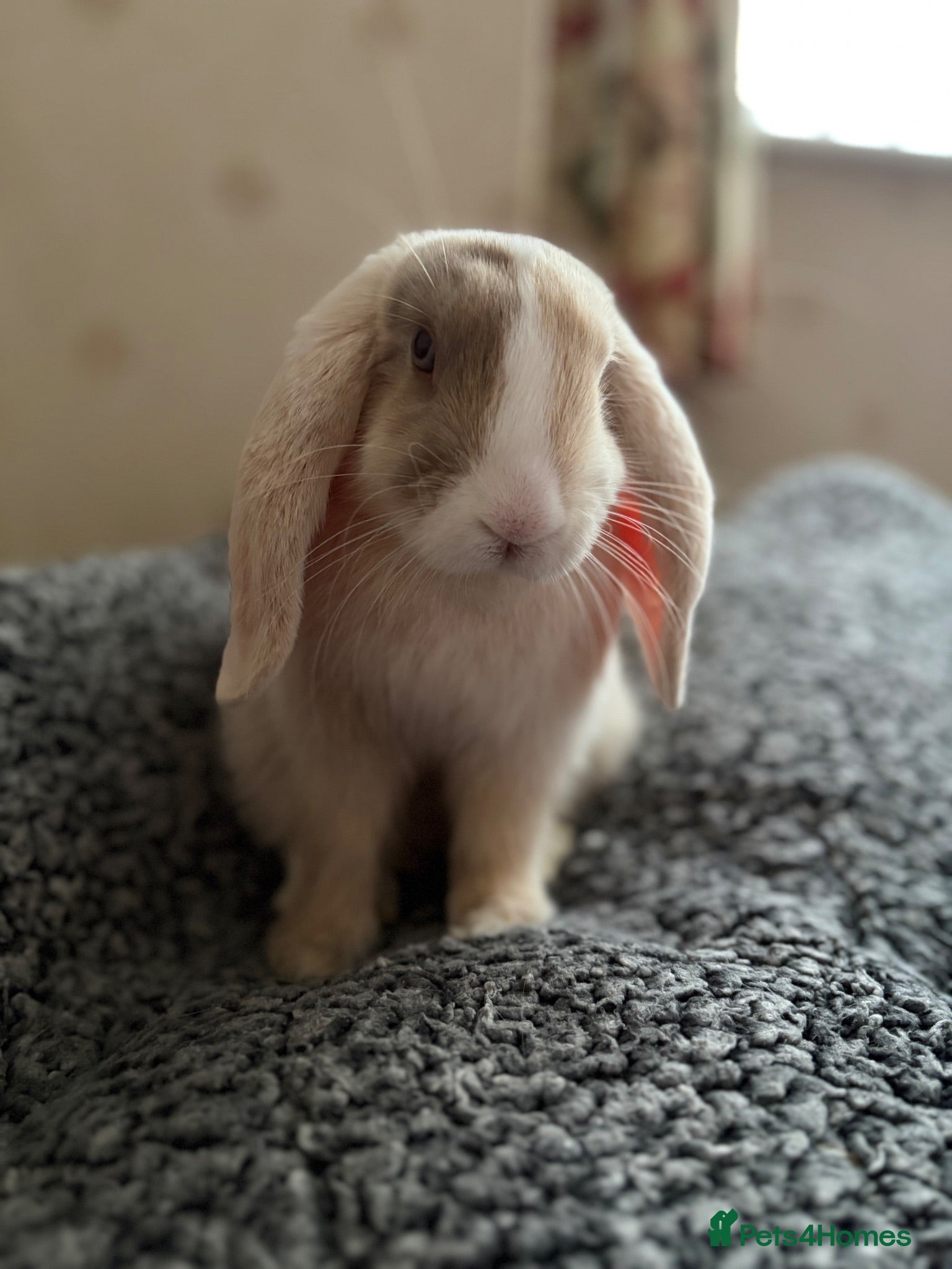 Mini Lop rabbits Mini Lop - Bella - Advert 1