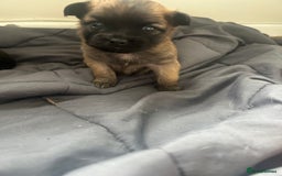 Mixed Breed dogs for sale: Three Pomeranian Chihuahua  - Image 1
