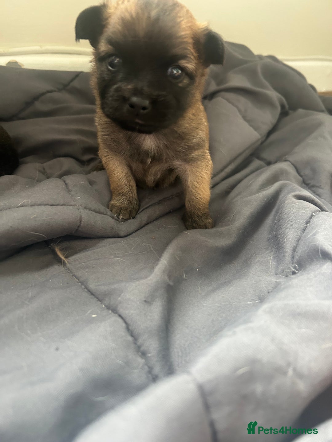 Mixed Breed dogs for sale: Three Pomeranian Chihuahua  - Image 1