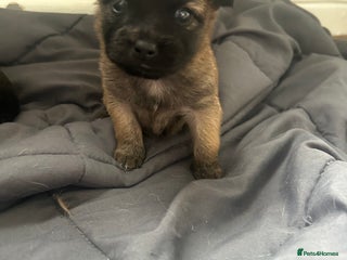 Mixed Breed dogs - Advert 25