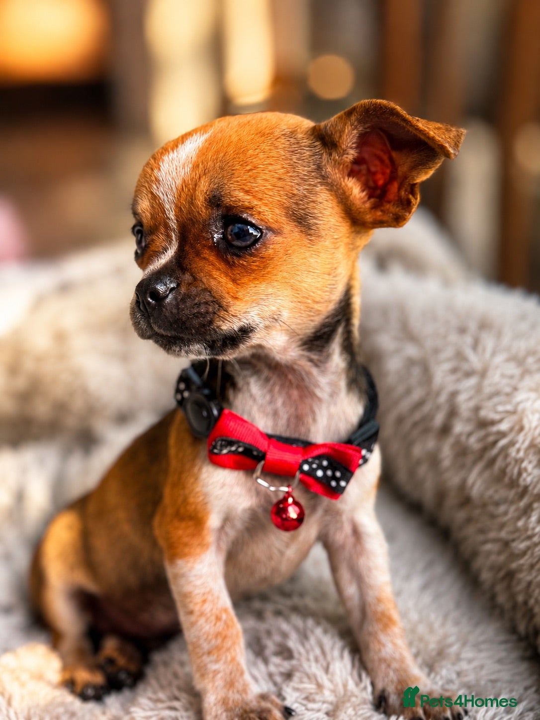 Chihuahua dogs Last 1 of 5 Adorable Chihuahua Puppies - Advert 1