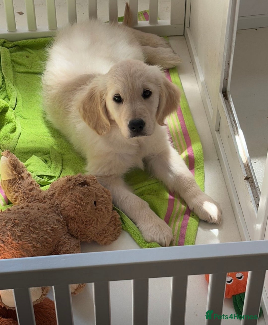 Golden Retriever dogs for sale: Golden Retrievers, Stunning Litter , Certificates  - Advert 27