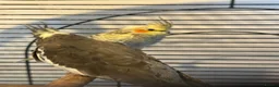 Cockatiels birds for sale: 4 Month Old Baby Cockatiels  - Advert 3