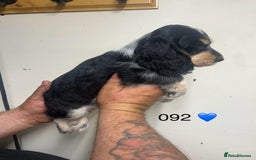 Cocker Spaniel dogs for sale: Blue Roan and Blue Roan & Tan - Image 16