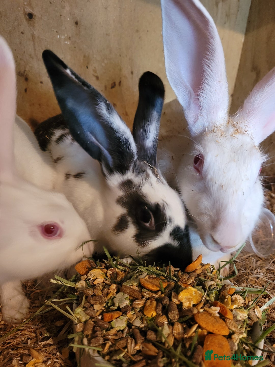 Belgian Hares rabbits for sale: 'Koda' chocolate&white butterfly Belgian Hare buck - Image 5