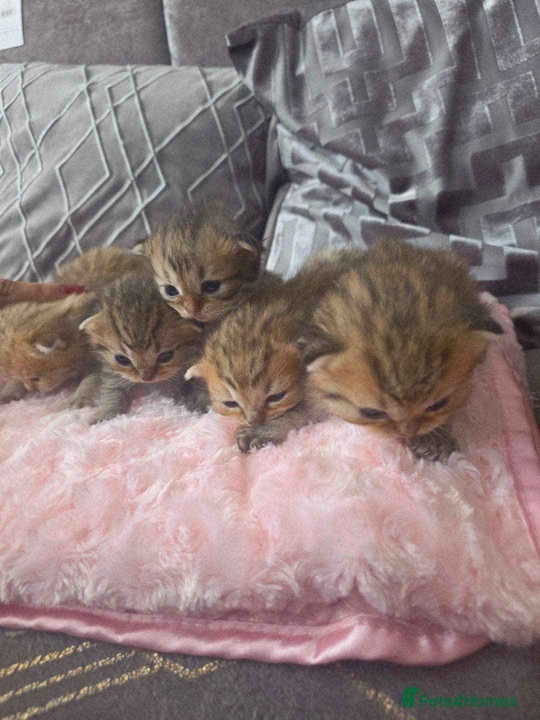 Scottish Fold cats for sale: 5 Beautiful ScottishFolds Kittens - Image 7