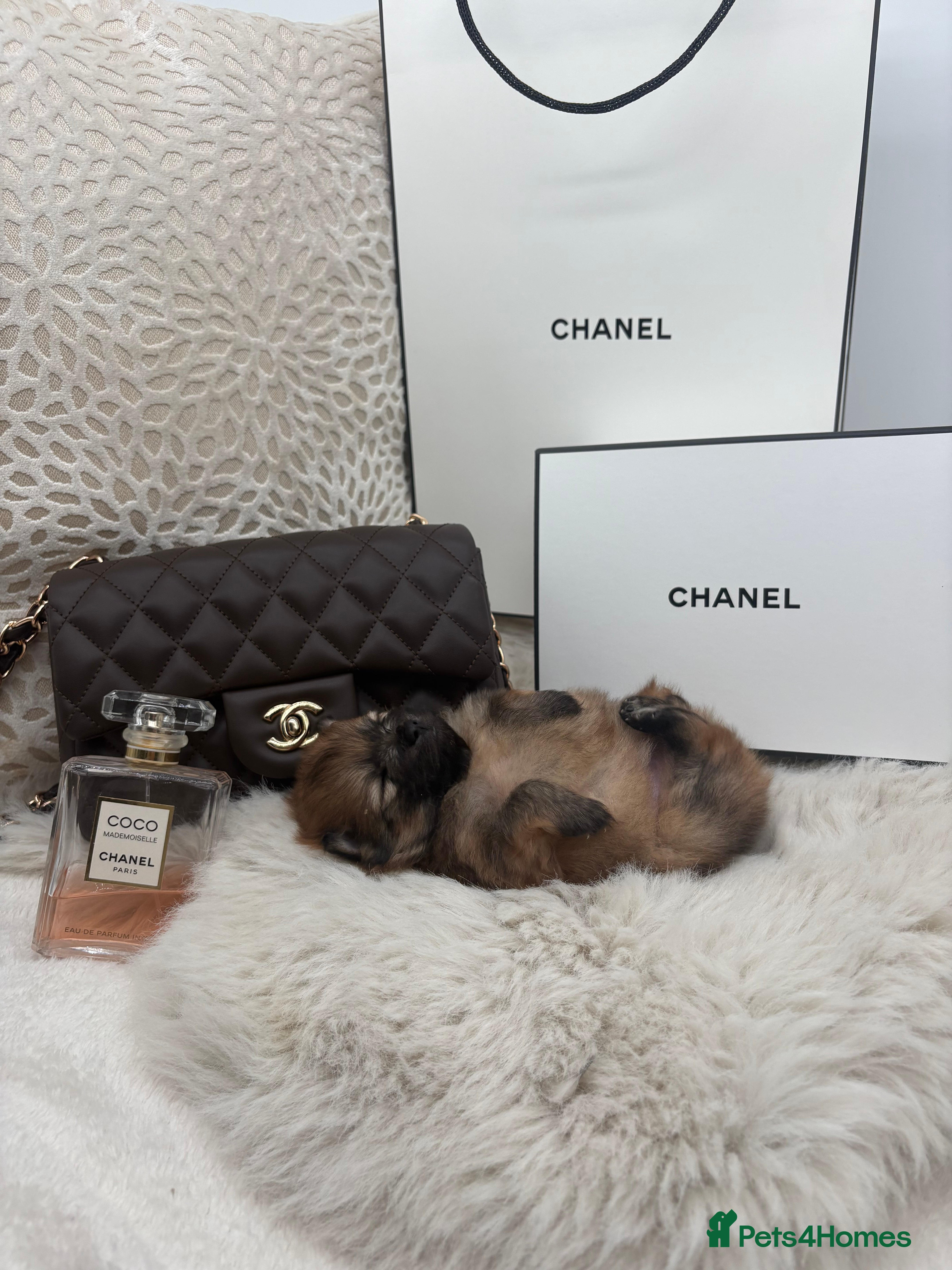 Pomeranian dogs for sale: Beautiful pomerian puppys ready now🐻 - Advert 22