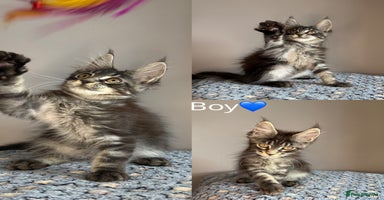 Maine Coon cats in Market Rasen - Advert 5