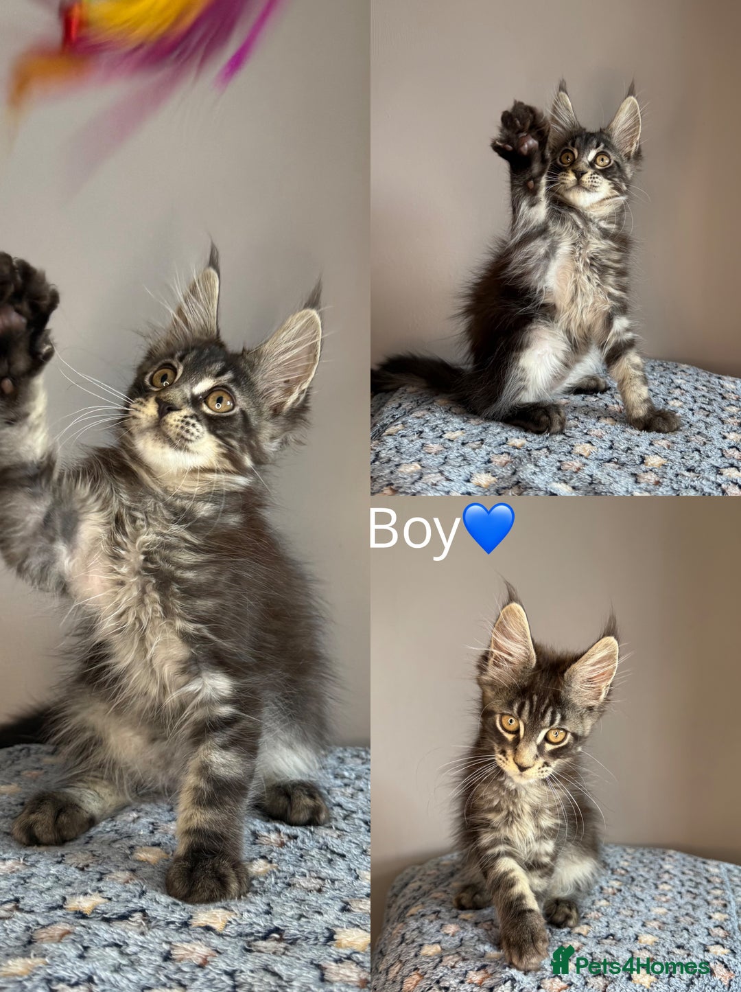 Maine Coon cats for sale: READY THIS WEEKEND mainecoon kittens  in Market Rasen - Image 5