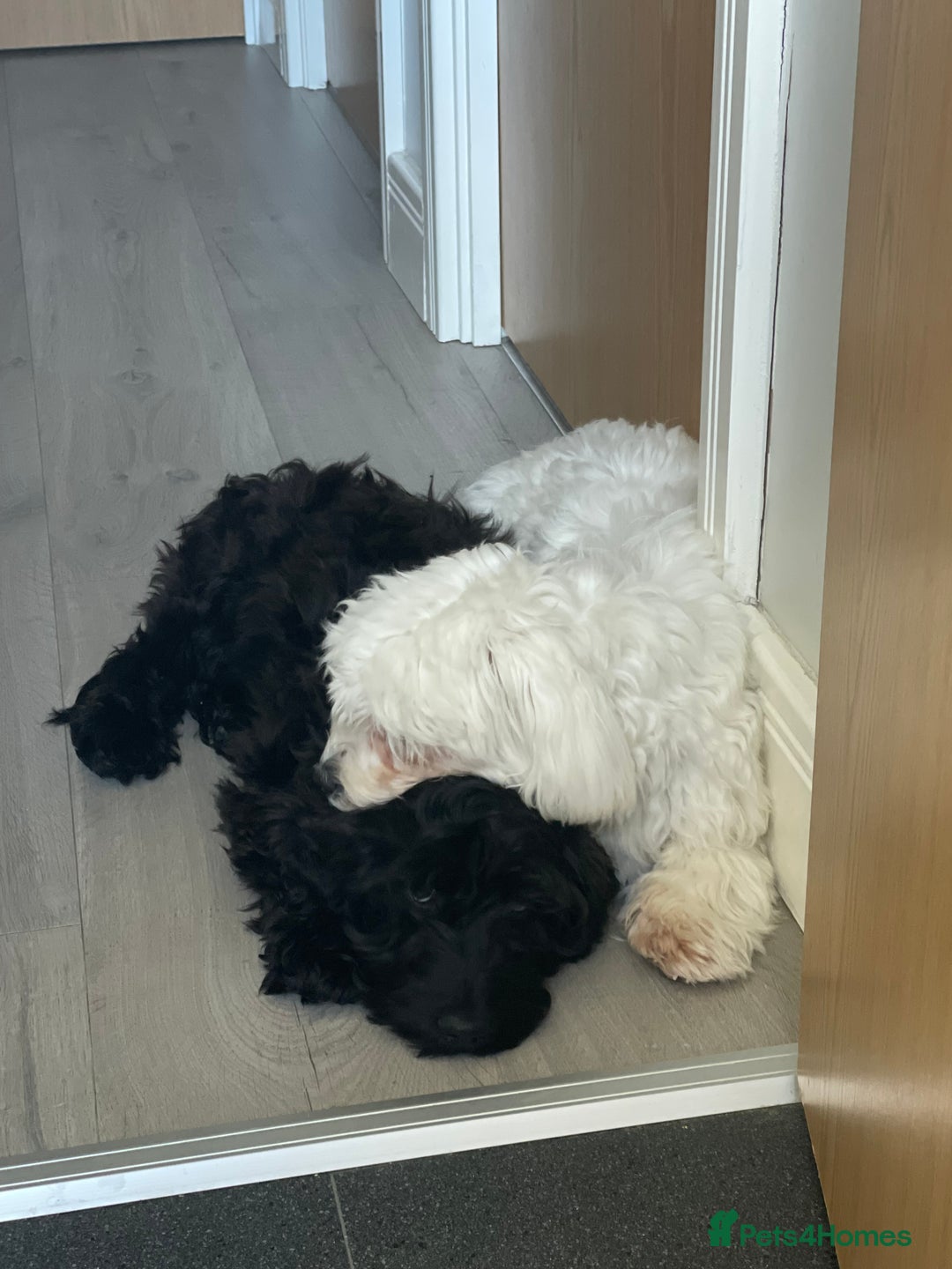 Mixed Breed dogs for sale: Loving dog Winter looking for her forever home - Image 9