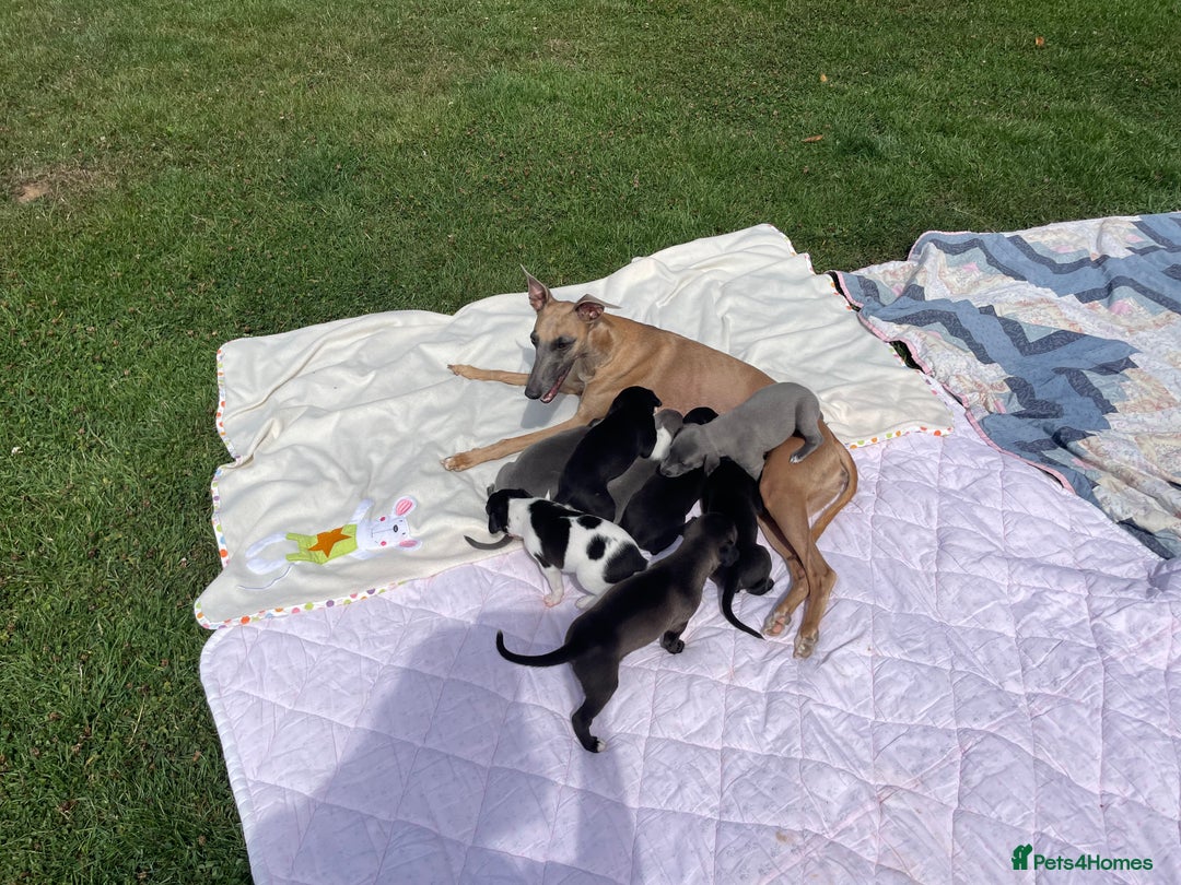 Whippet dogs for sale: The best puppies ever! - Image 9