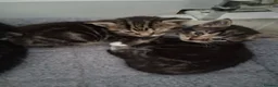 Mixed Breed cats for sale: Litter of 5 kittens - Advert 15