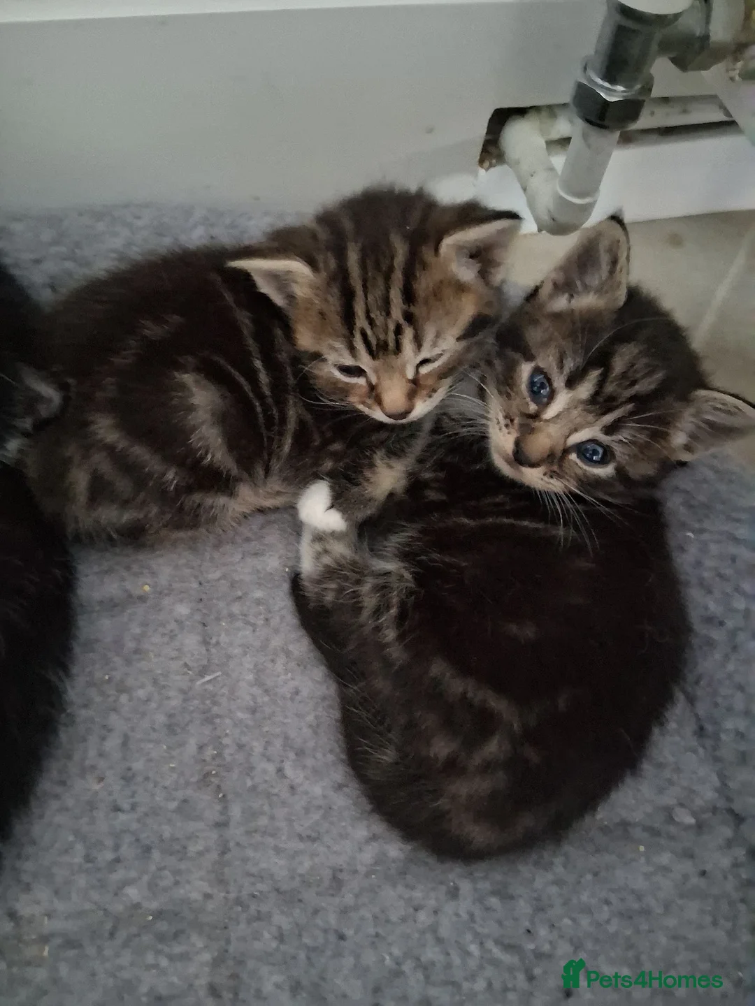 Mixed Breed cats for sale: Litter of 5 kittens - Advert 15