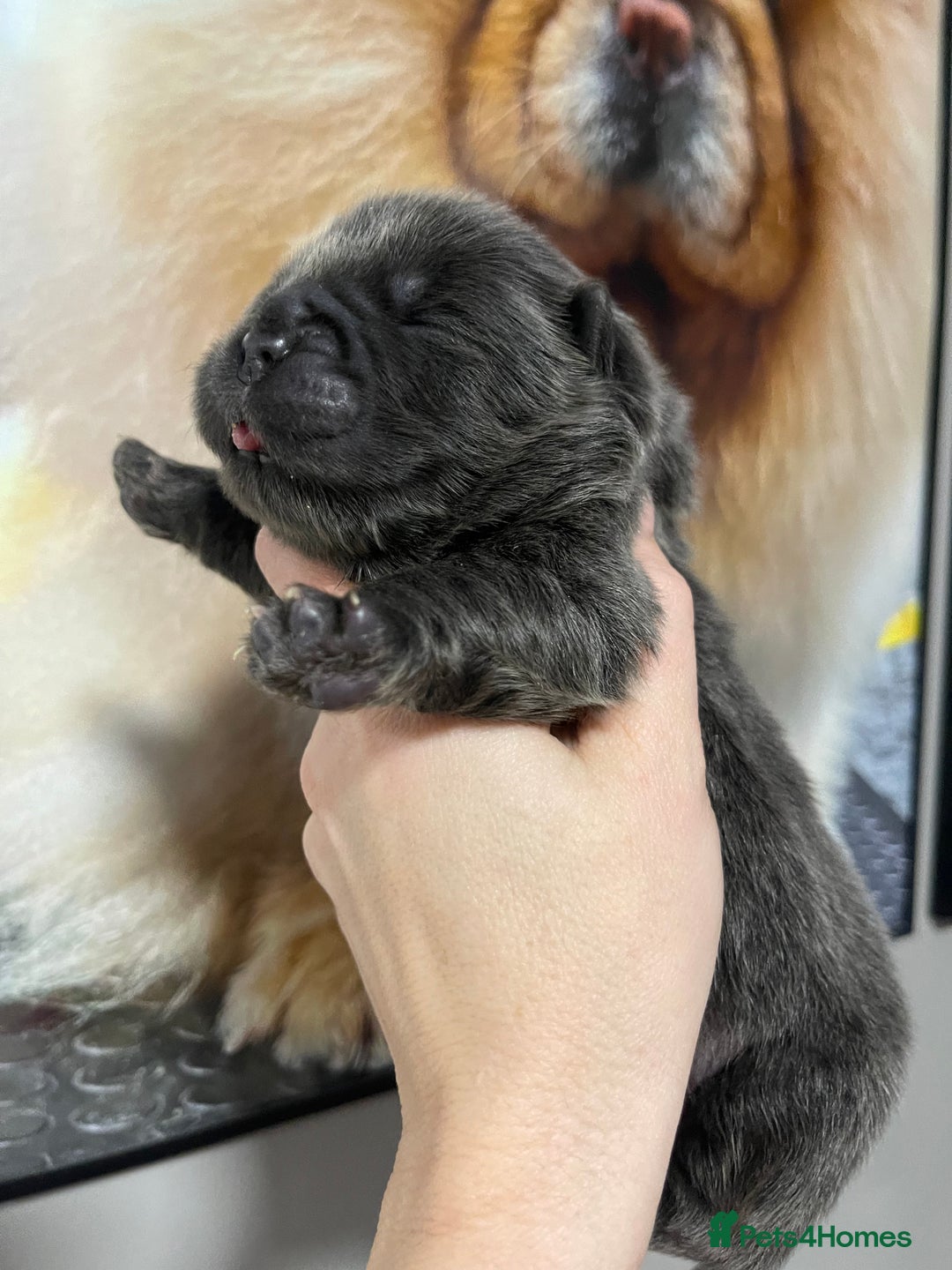 Chow Chow dogs for sale: 🧸🧸Beautiful Chow Chow Puppies🧸🧸 - Advert 20