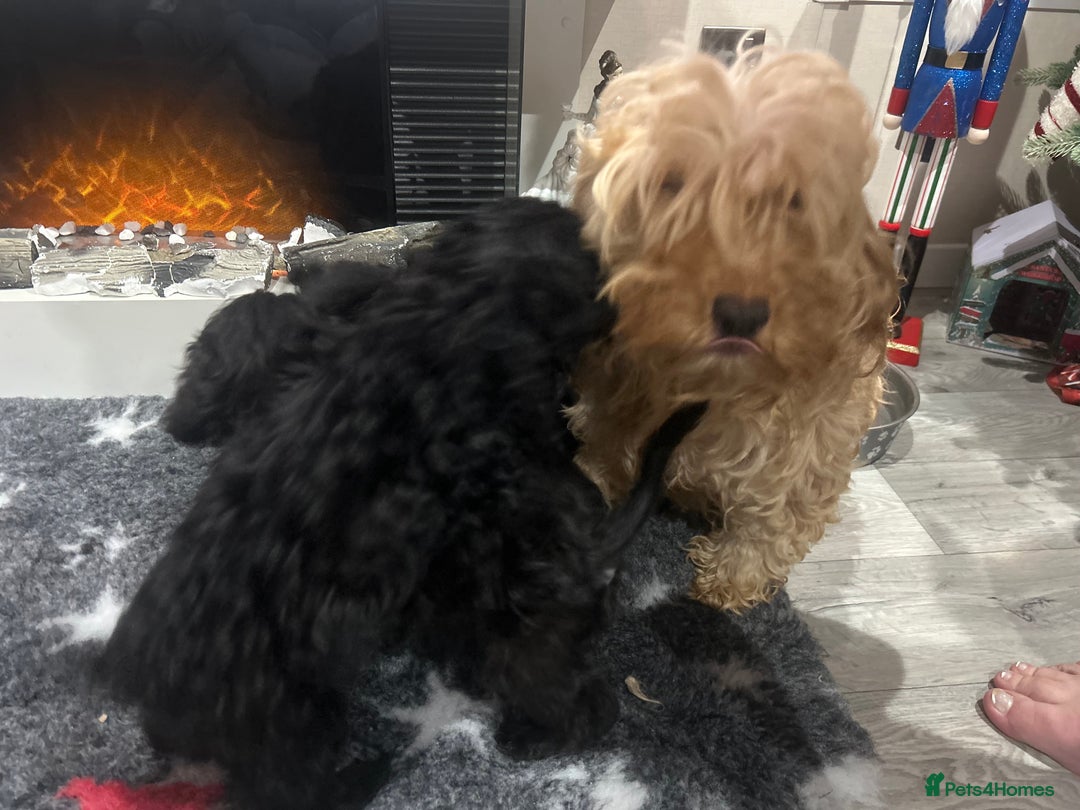 Cockapoo dogs for sale: F1B Cockapoos Pups - Advert 5