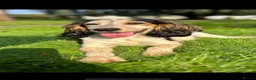 Cocker Spaniel dogs for sale: Beautiful Cocker spaniel pups  - Advert 4